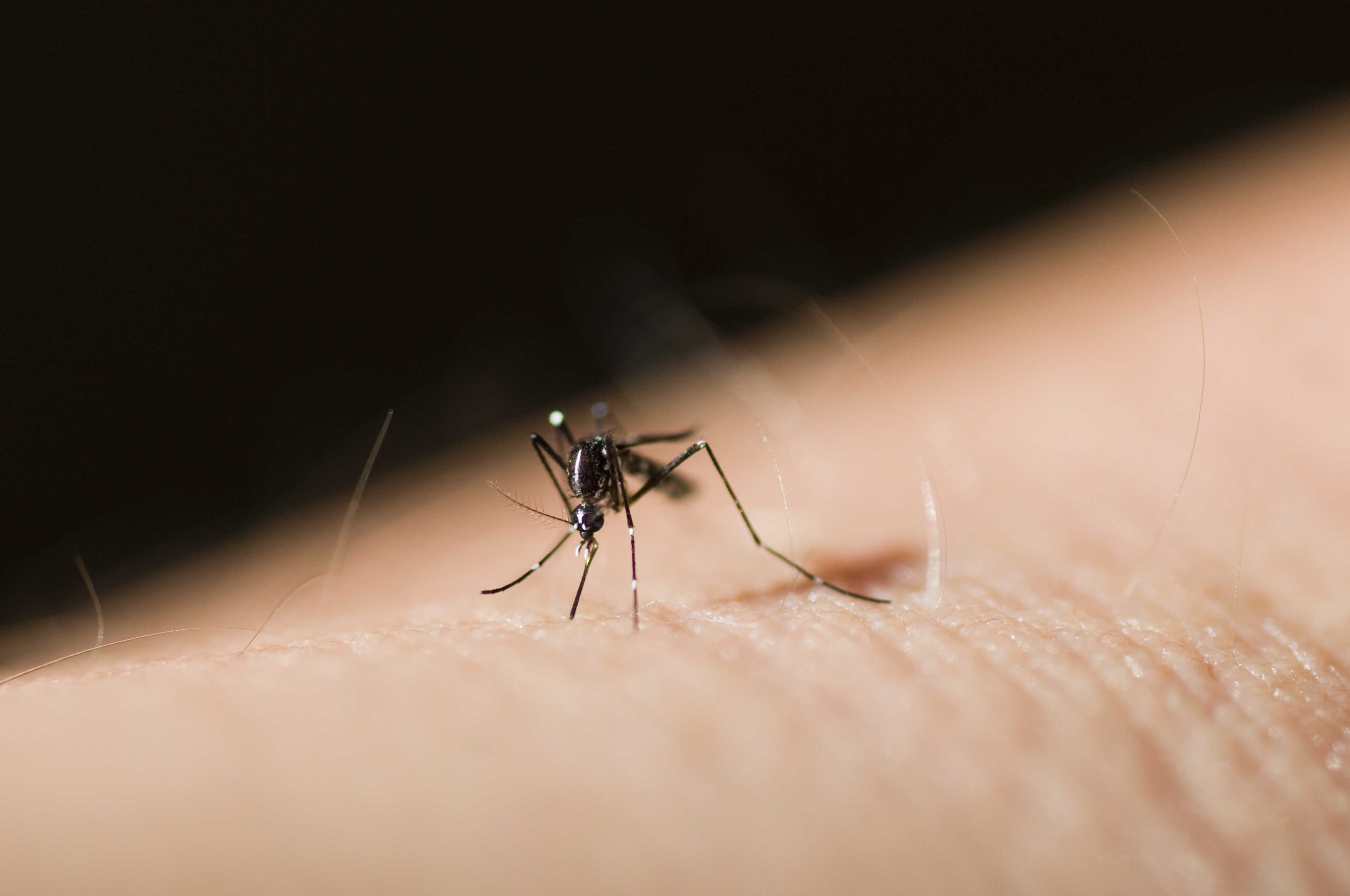Malaria Objawy Profilaktyka Gdzie Występuje Polmed Zdrowie 8057