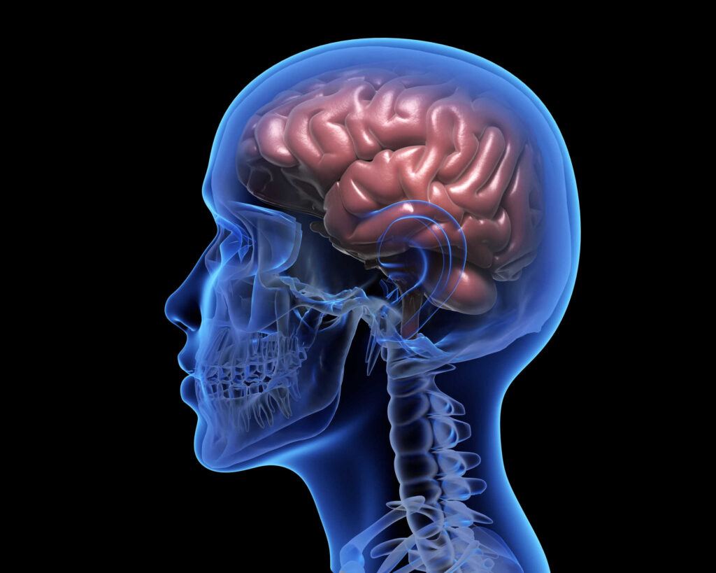 Kleszczowe zapalenie mózgu (KZM) – co to za choroba?